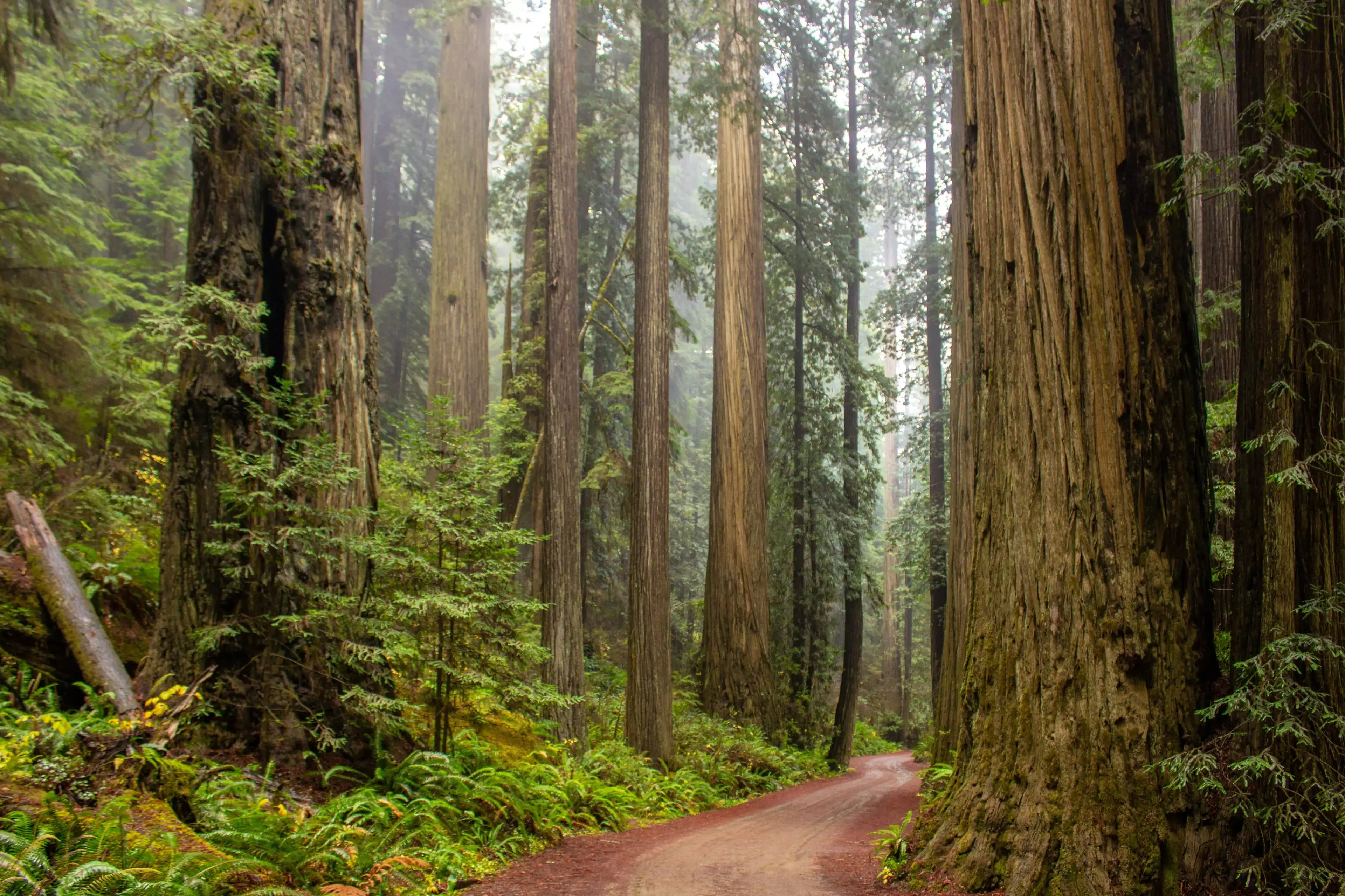 Vast view of the Redwood Trees, with a trail in between.