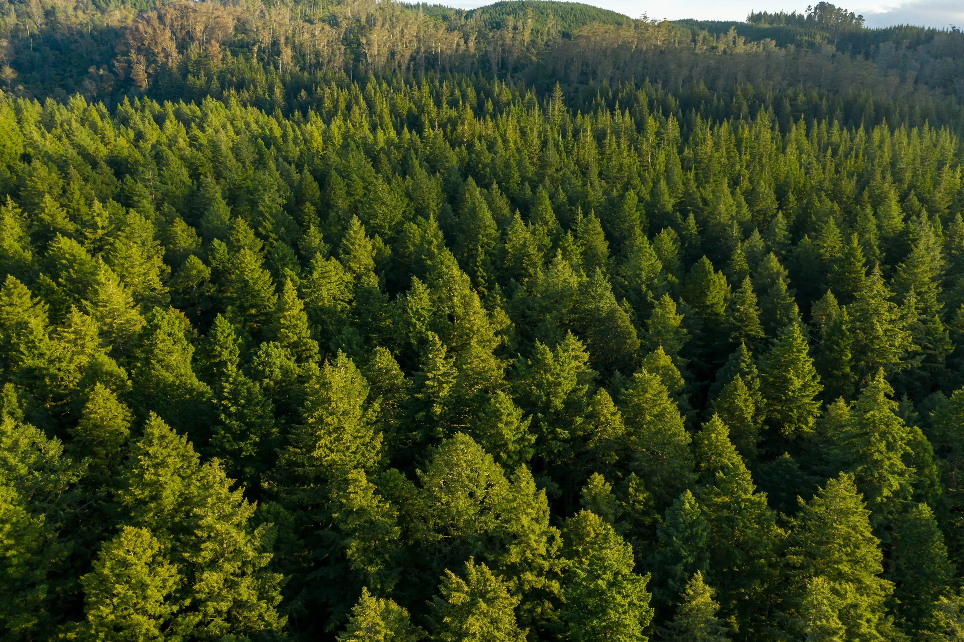 Vast view of the Redwood Trees in the afternoon.