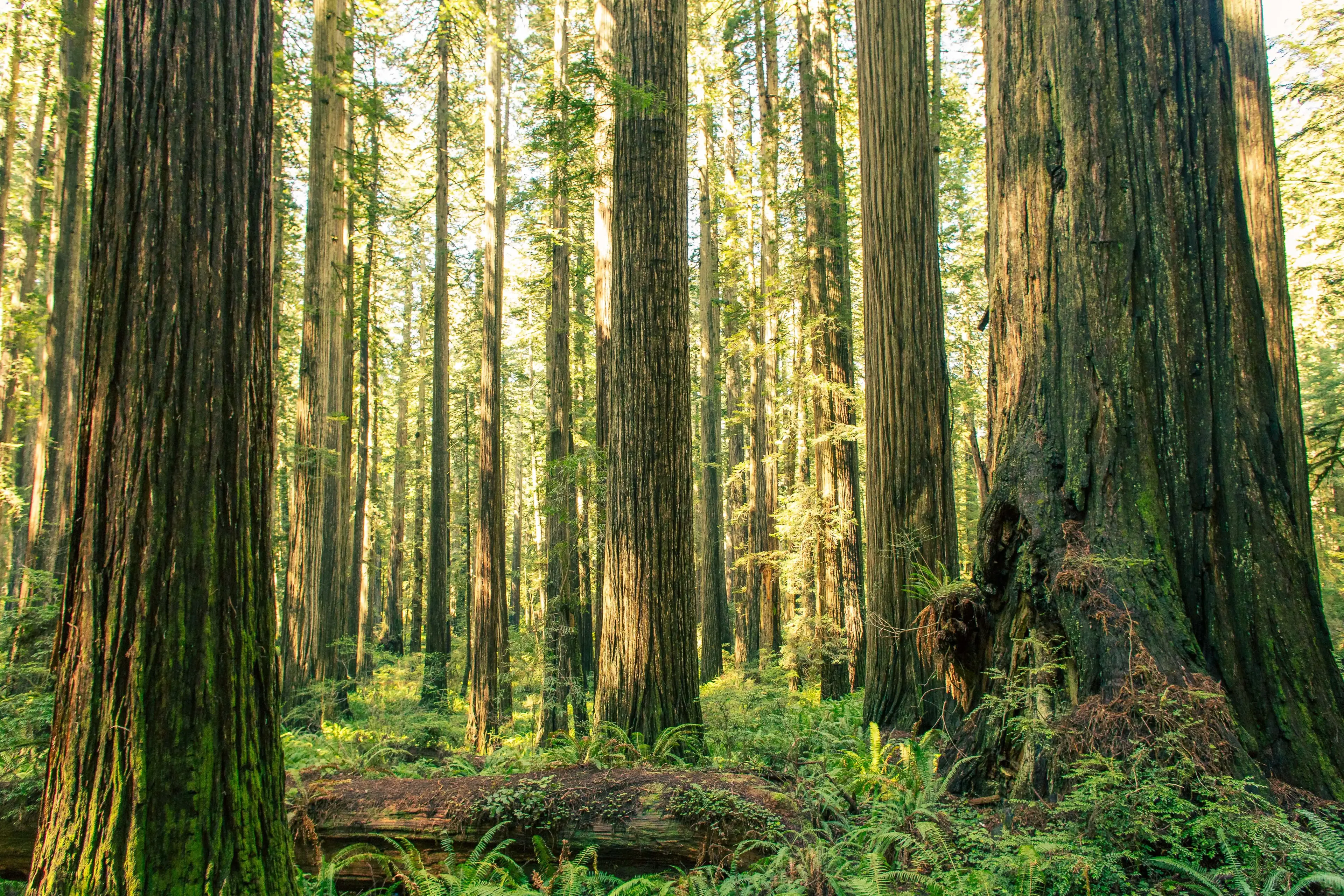 Redwood Trees